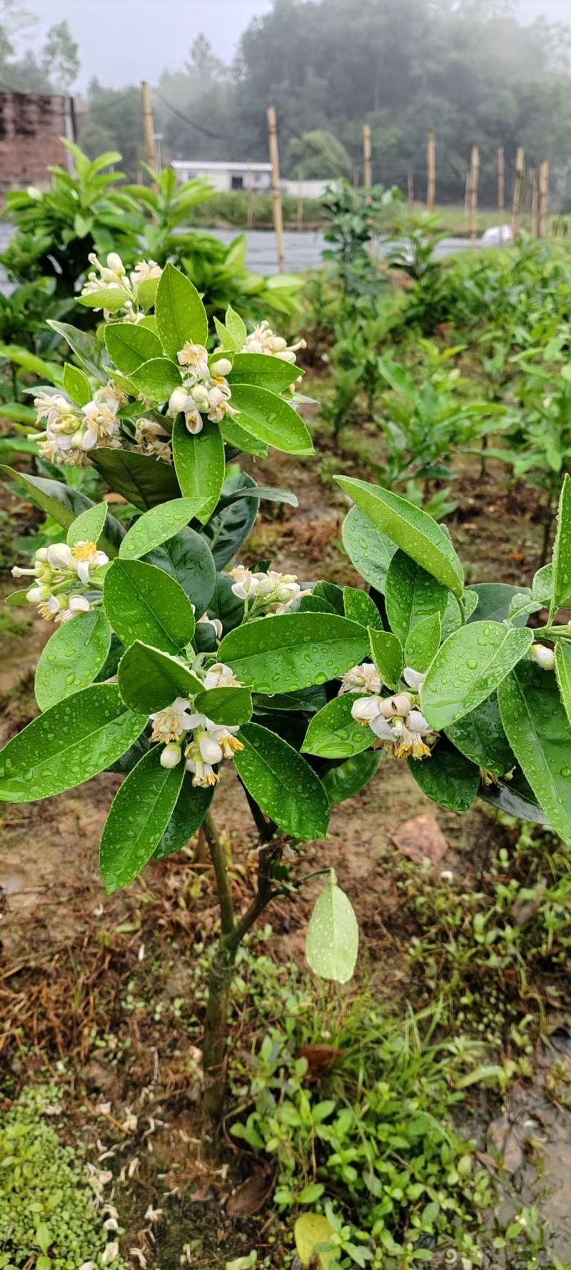 橘红苗