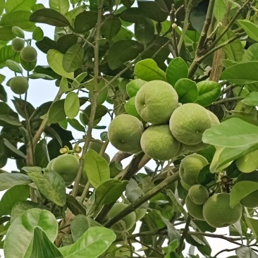 橘红苗