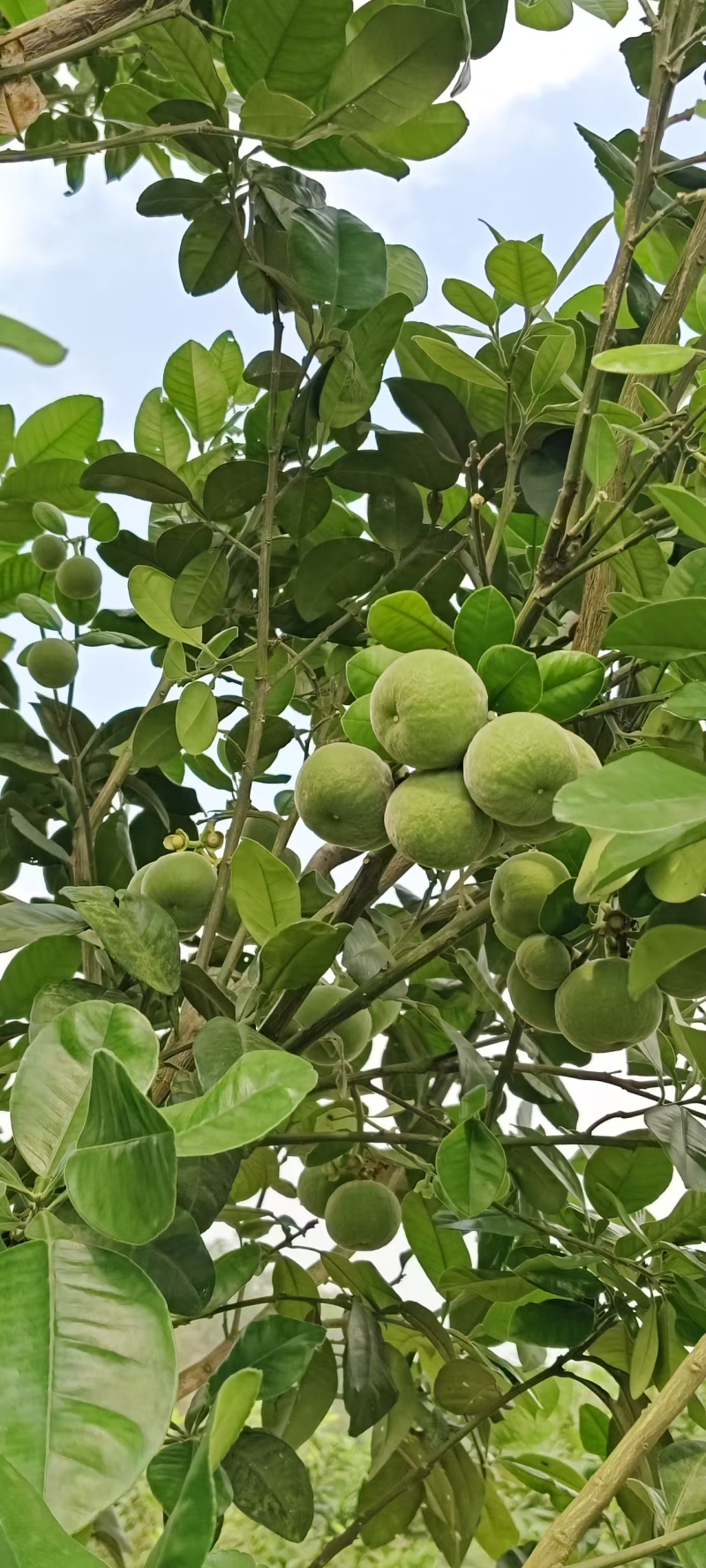 橘红苗