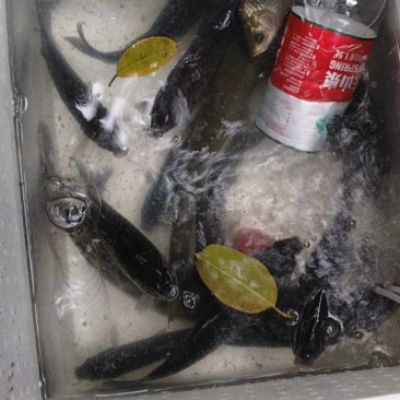 土鲫鱼，