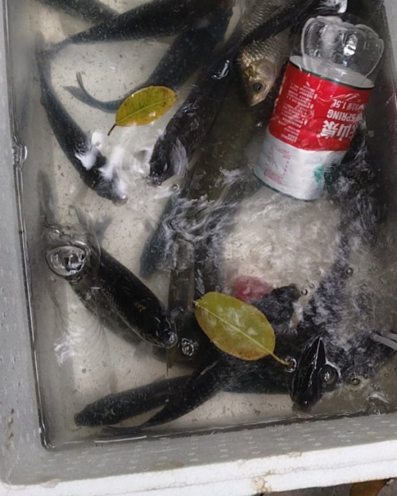 土鲫鱼，