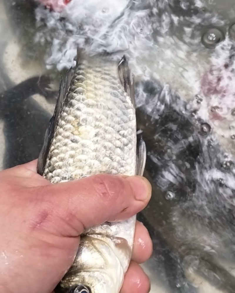 土鲫鱼，