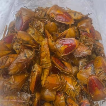 好香虫