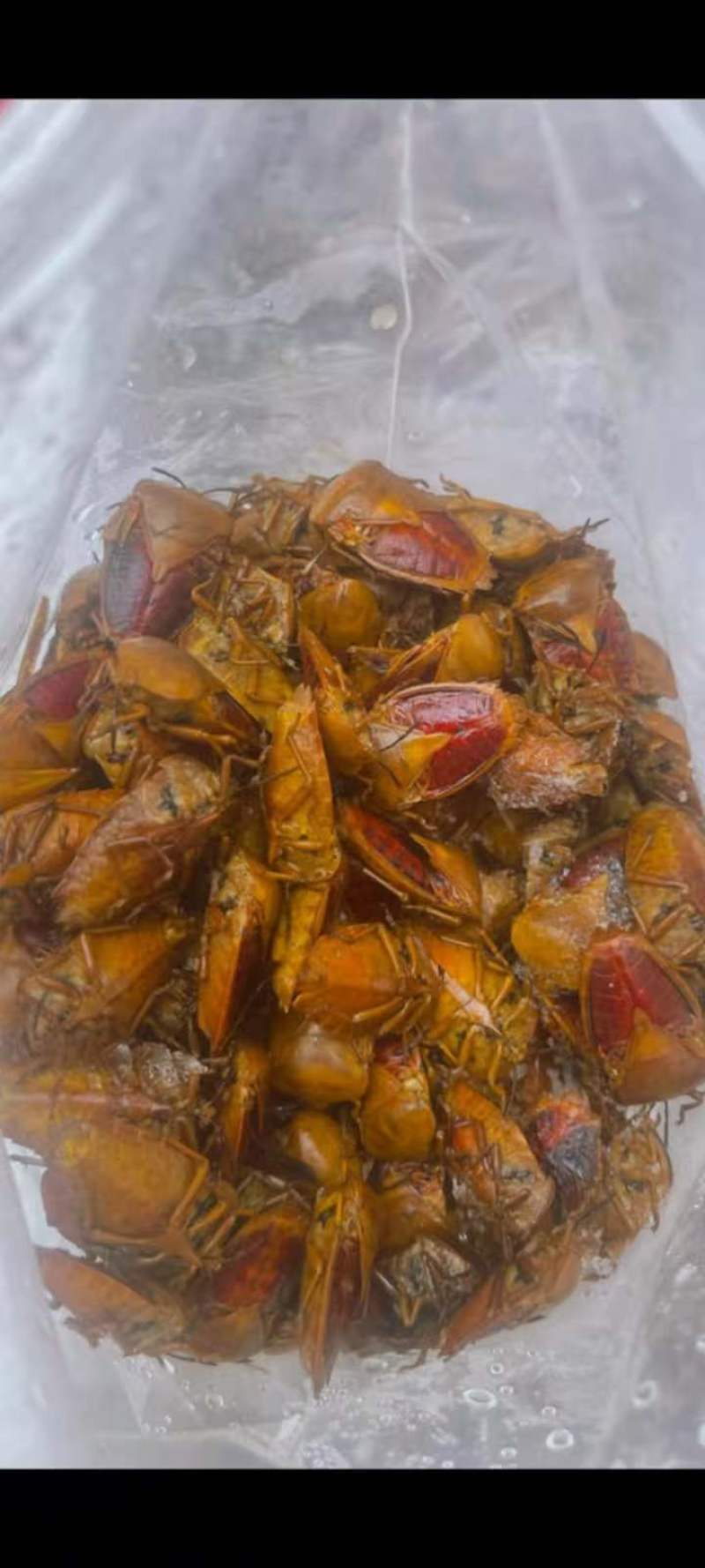 好香虫