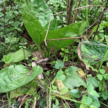 正宗野生车前草，需要的朋友可以了解一下嘛