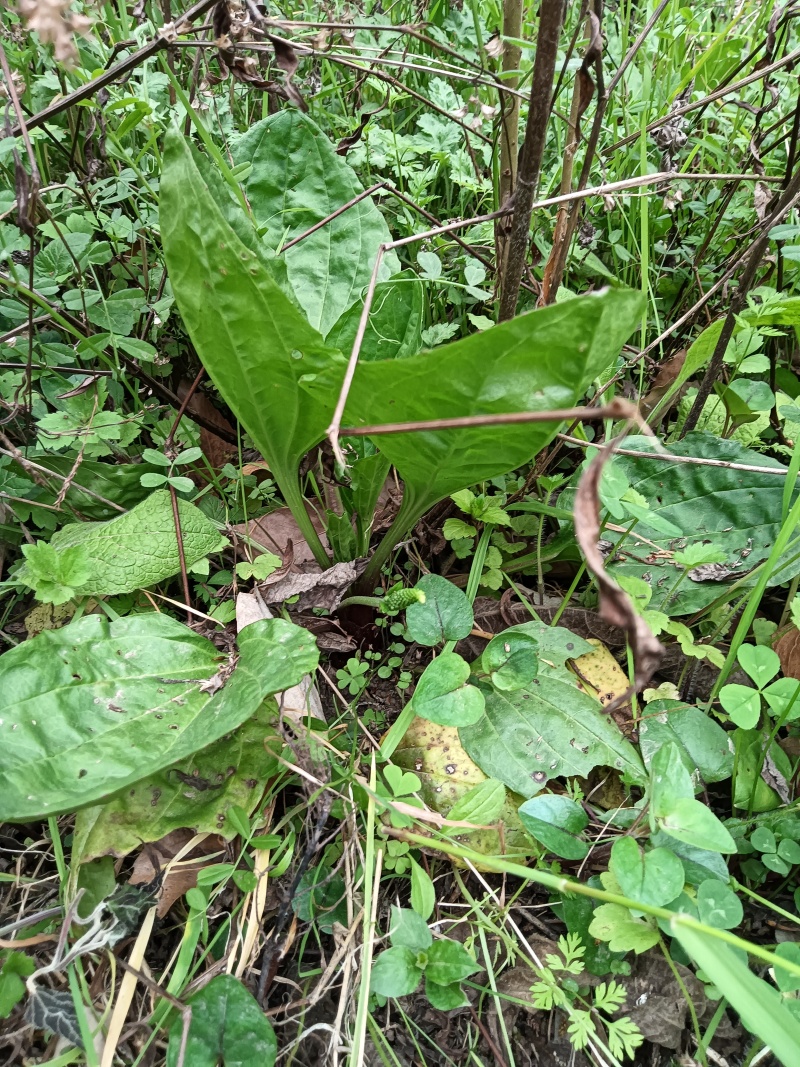 正宗野生车前草，需要的朋友可以了解一下嘛