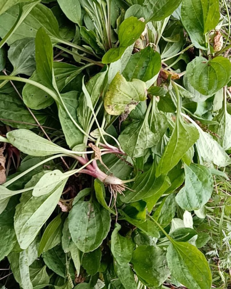 正宗野生车前草，需要的朋友可以了解一下嘛