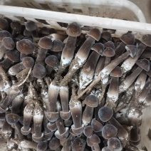 一二级黑鸡枞，基地直供