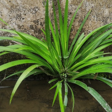 广东石菖蒲