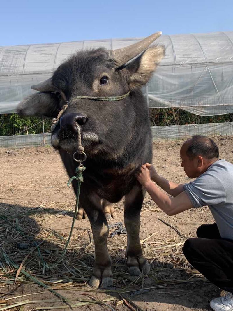 家养水牛出售