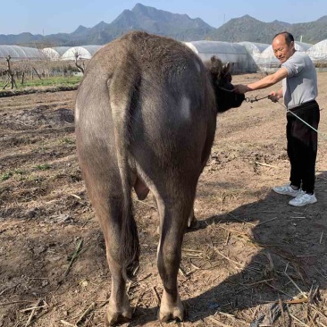 家养水牛出售