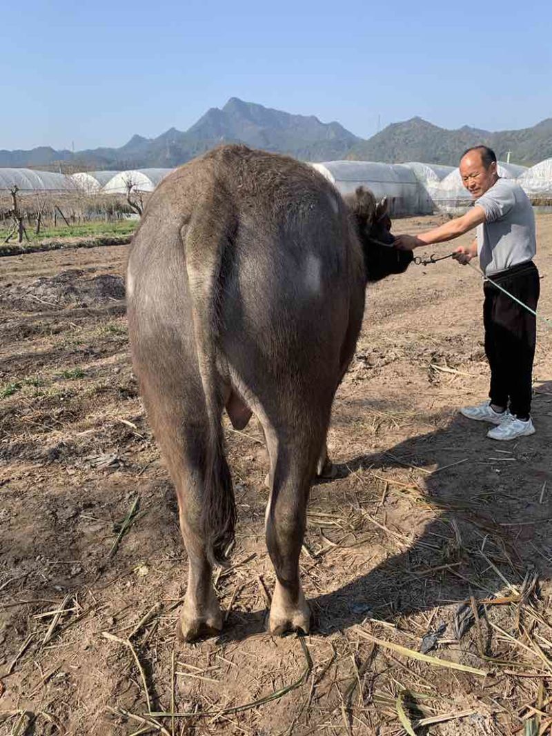 家养水牛出售