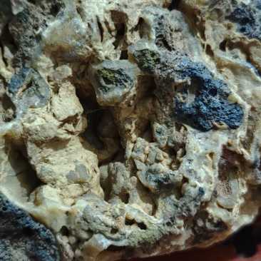 龙涎香自己野外捡的假一赔命懂货的来