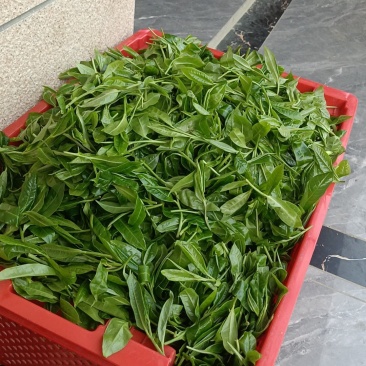 野生古树茶叶鲜叶子