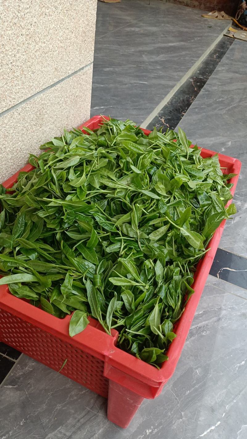 野生古树茶叶鲜叶子