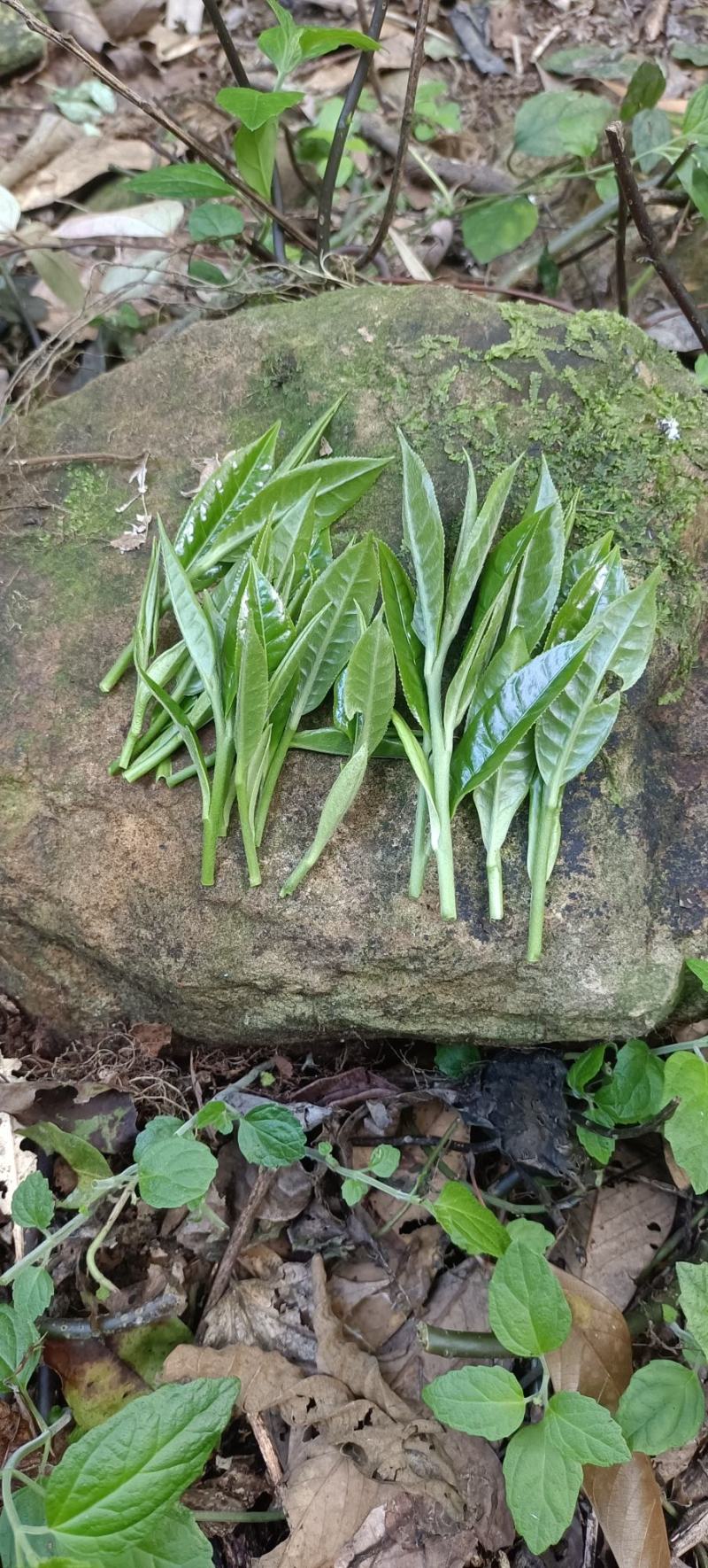 野生古树茶叶鲜叶子
