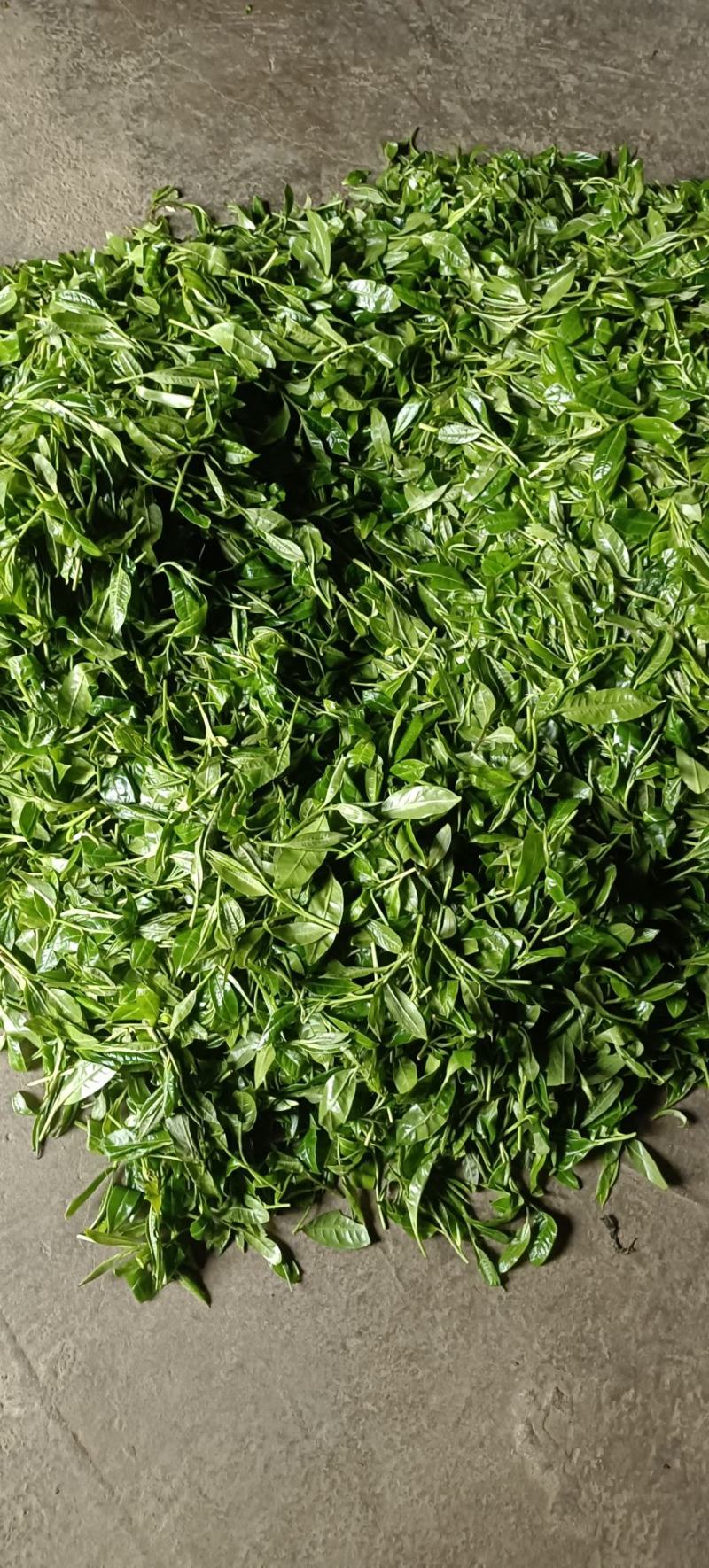 野生古树茶叶鲜叶子