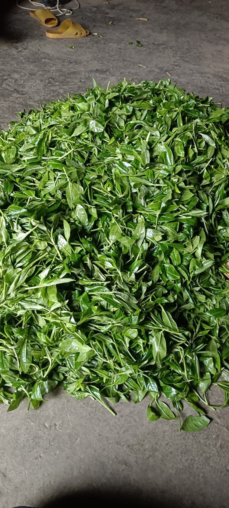 野生古树茶叶鲜叶子