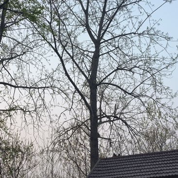 杨树