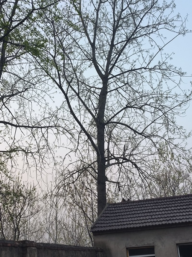 杨树