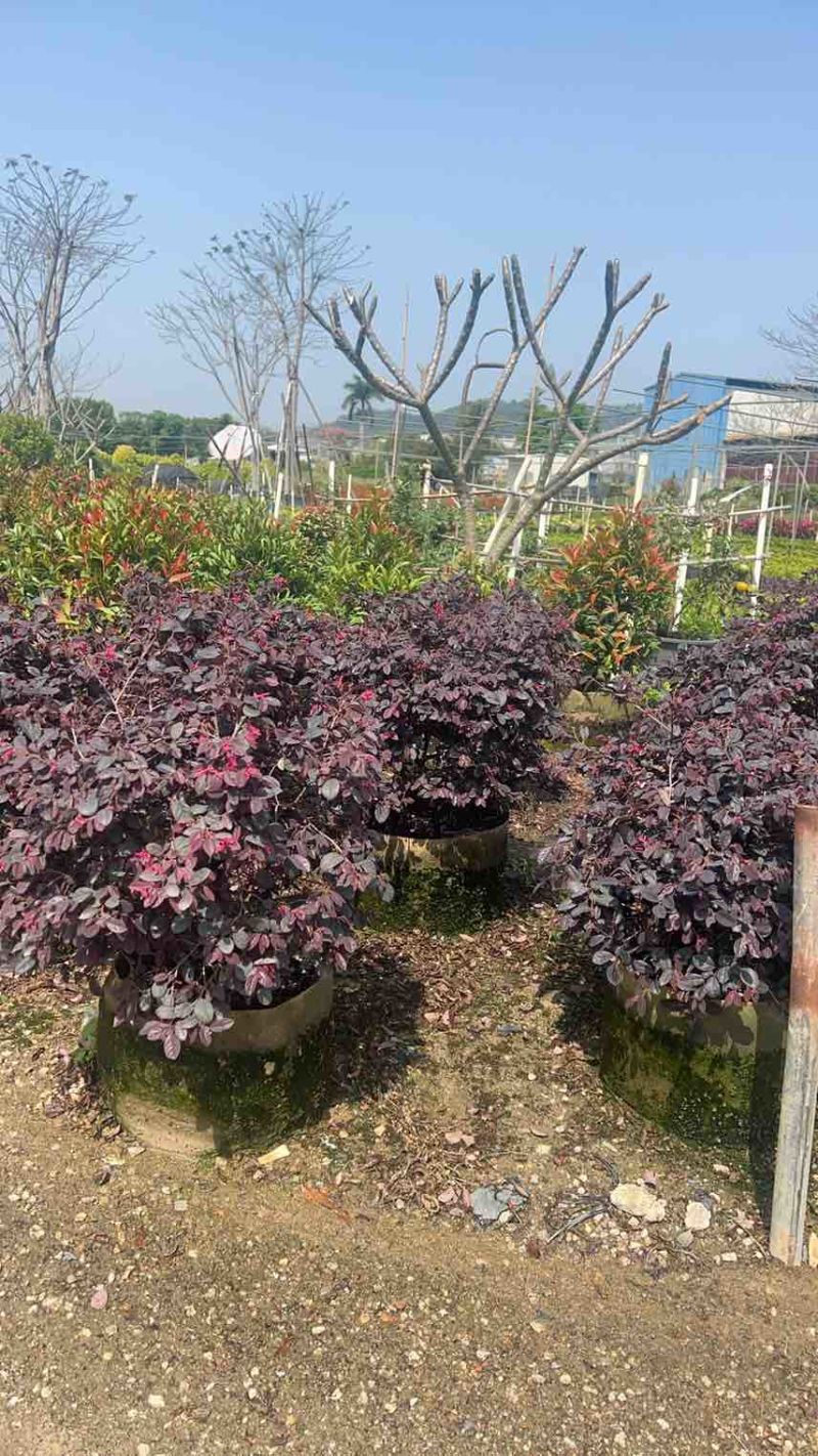 红花继木，3斤，7斤，10斤袋，大量低价出售