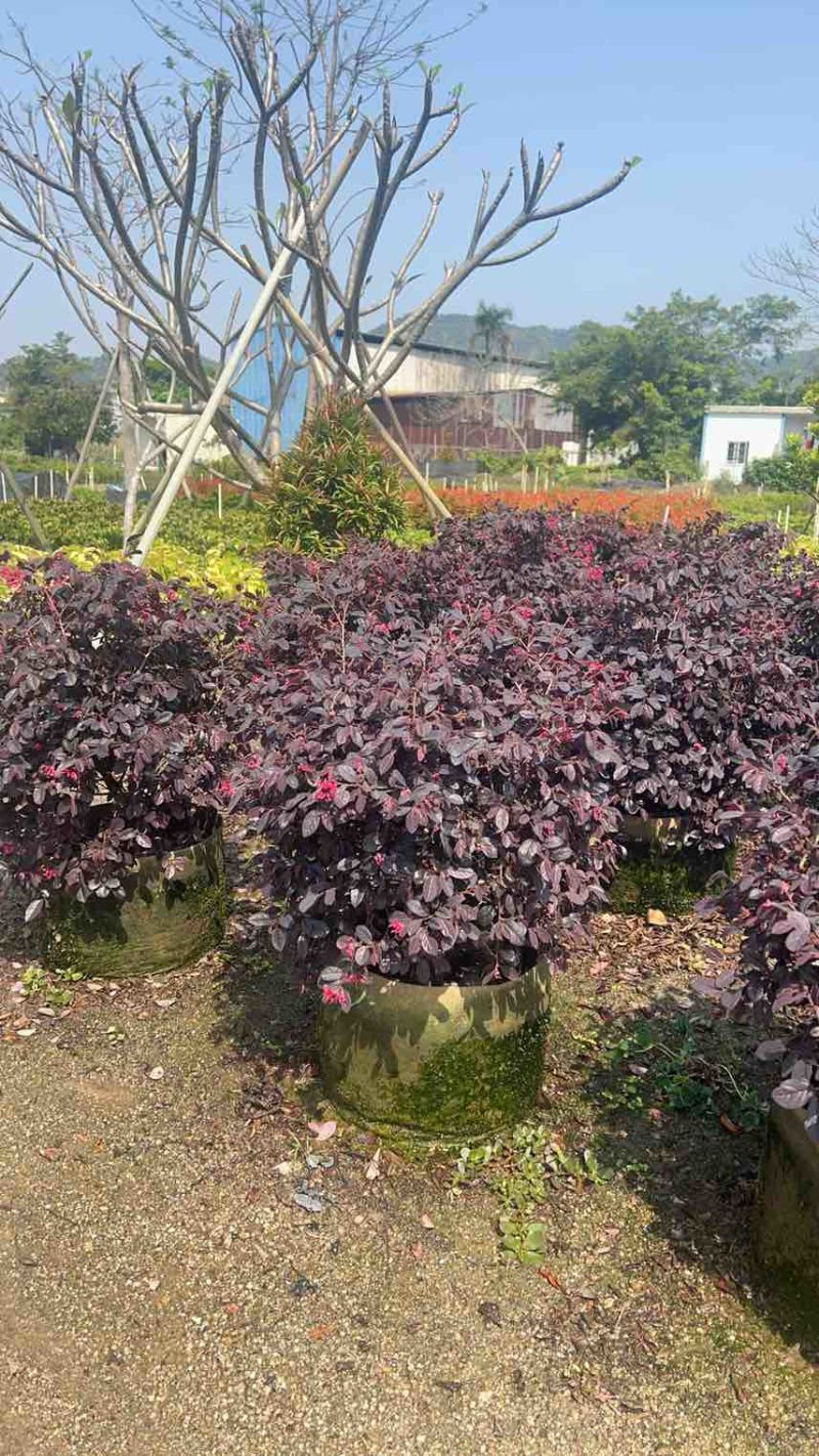 红花继木，3斤，7斤，10斤袋，大量低价出售