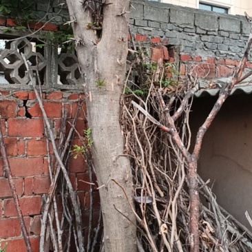 皂角树