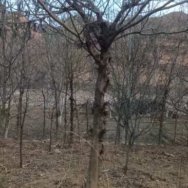 皂角树