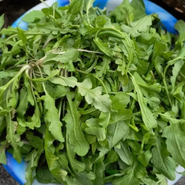 荠菜