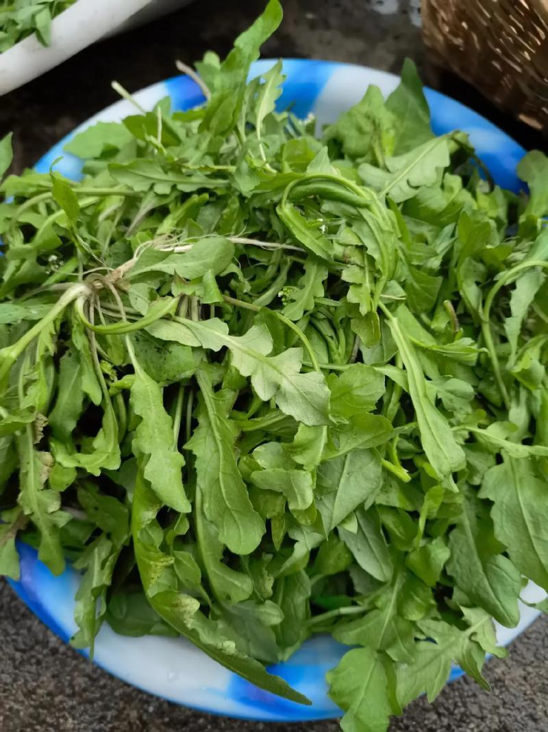 荠菜
