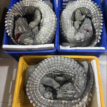 邓鳄新鲜白条鳄鱼肉带皮鳄鱼肉无皮鳄鱼肉餐饮店批发