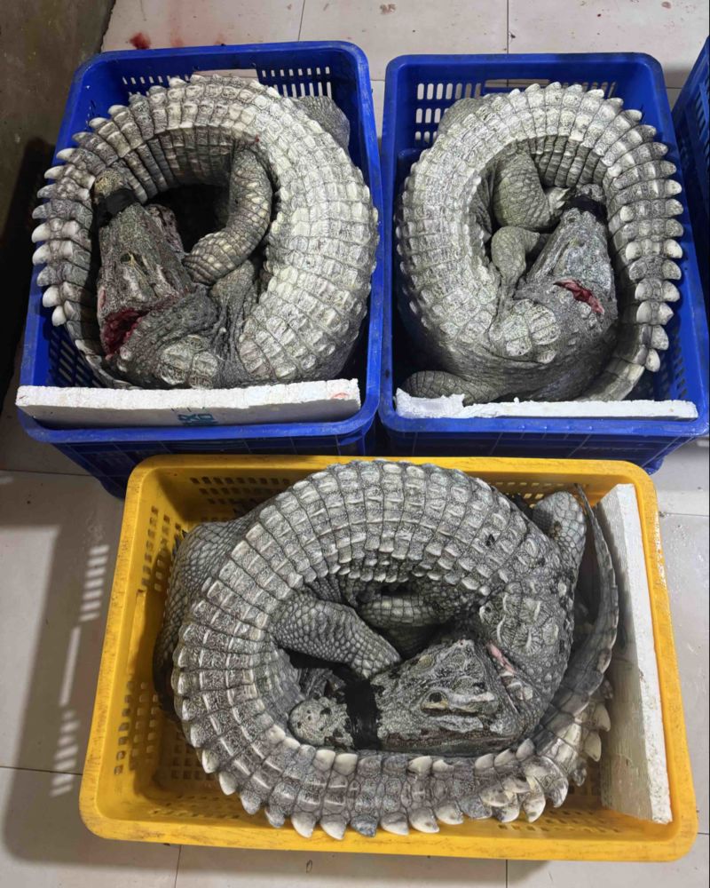 邓鳄新鲜白条鳄鱼肉带皮鳄鱼肉无皮鳄鱼肉餐饮店批发