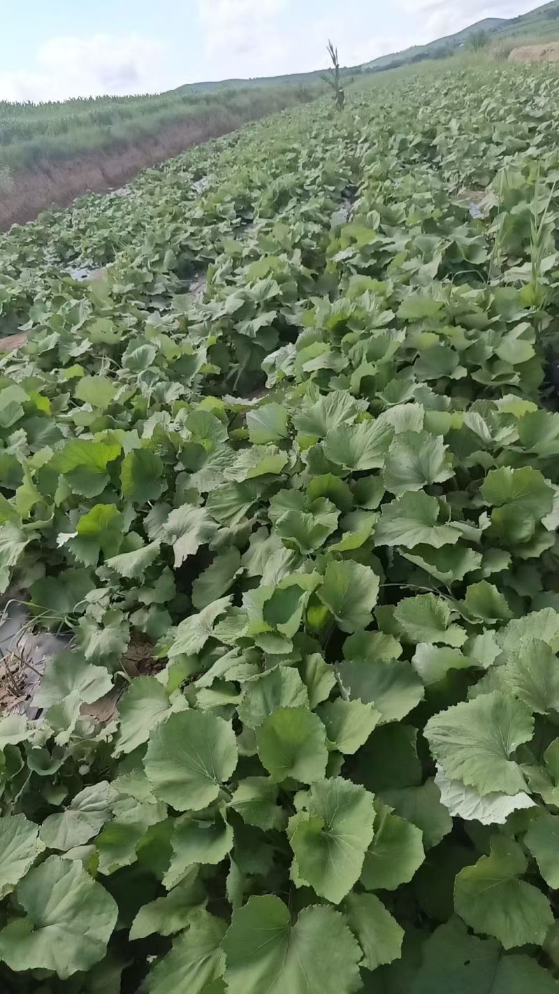 款冬花，精品自然晾晒，现货