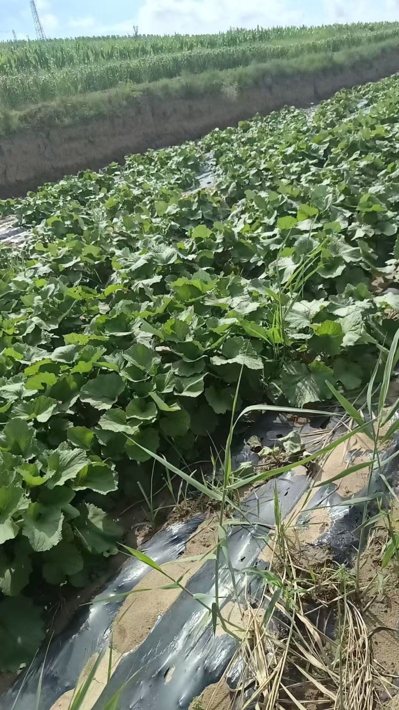 款冬花，精品自然晾晒，现货