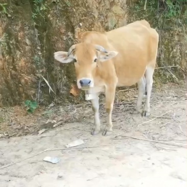 活牛