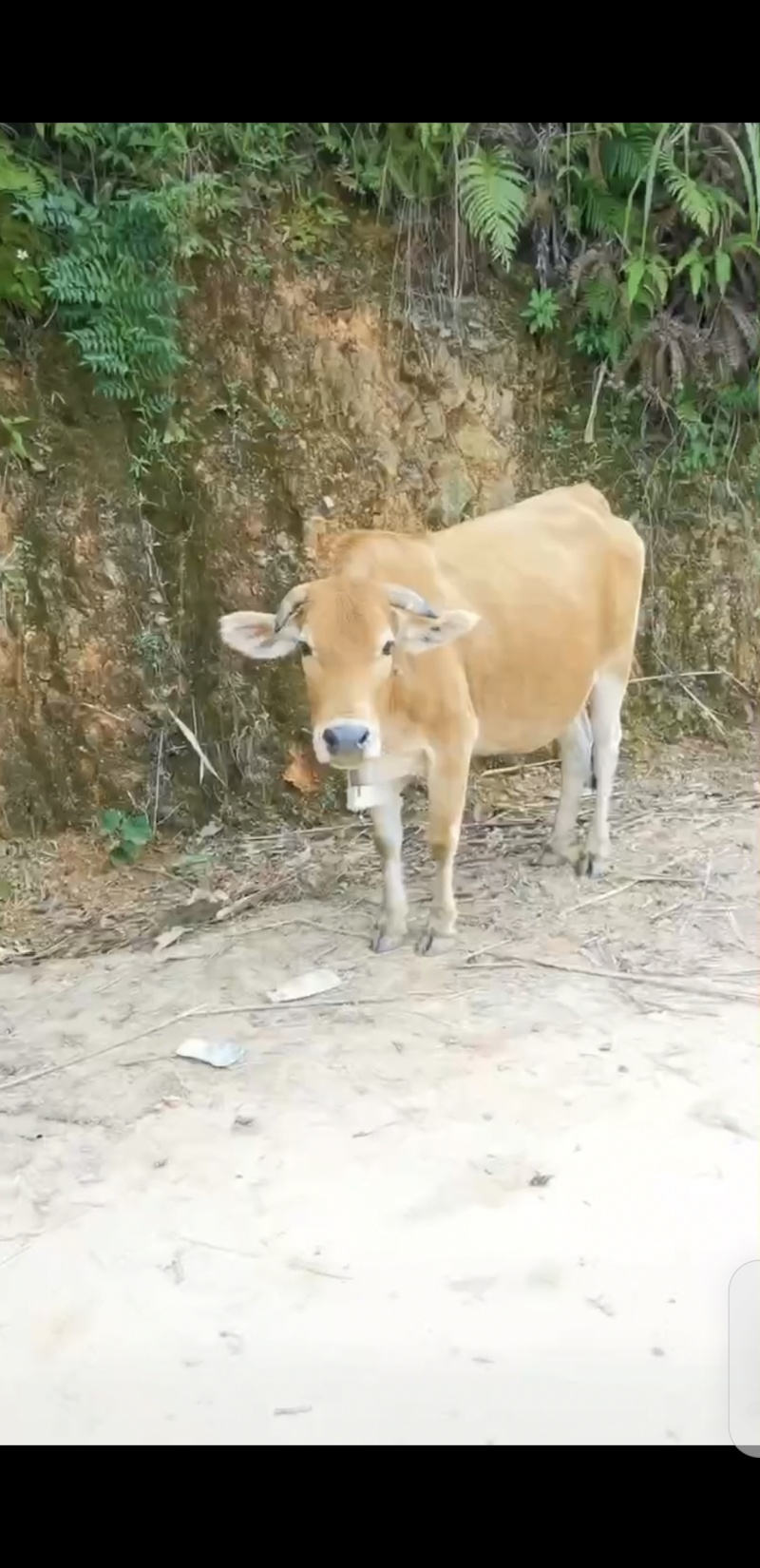 活牛