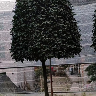 茶花