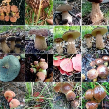 云南野生菌