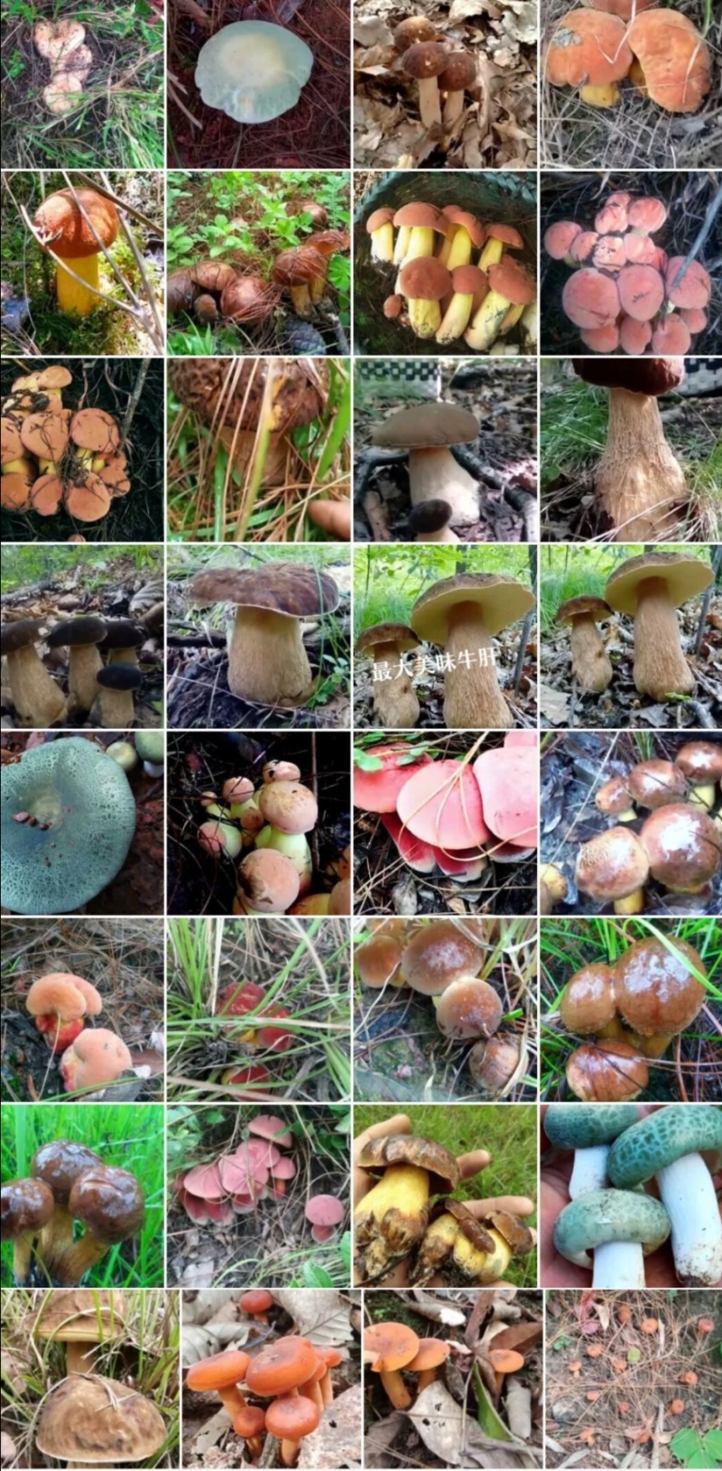 云南野生菌