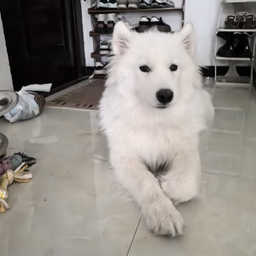 狗（萨摩耶）