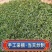 舒城小兰花