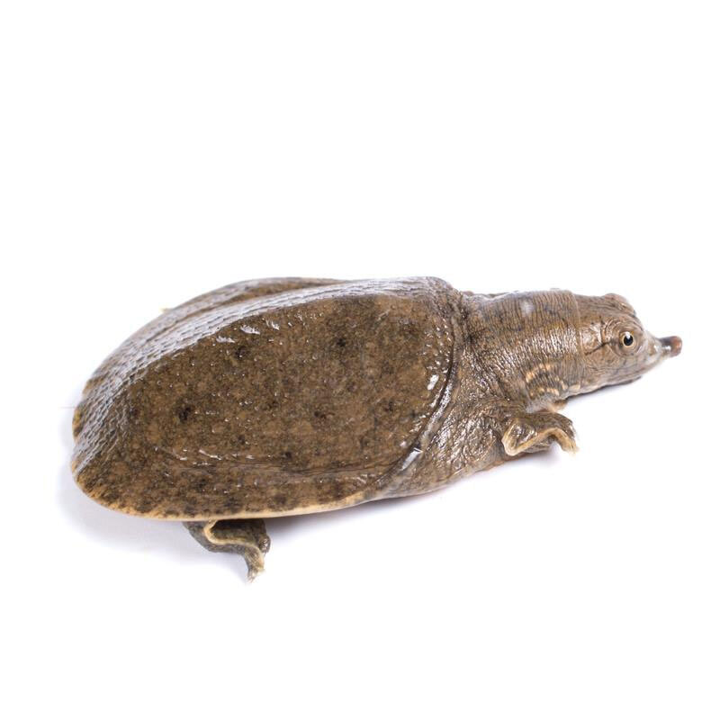 甲鱼