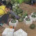云南正宗麒麟西瓜，抖音拼多多淘宝快手可一件代发