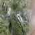 精品贡菜，一二三四级数量多，可批量购买。可定制切断，定制切断