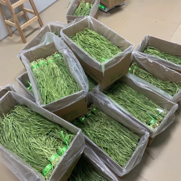 精品贡菜，一二三四级数量多，可批量购买。可定制切断，定制切断