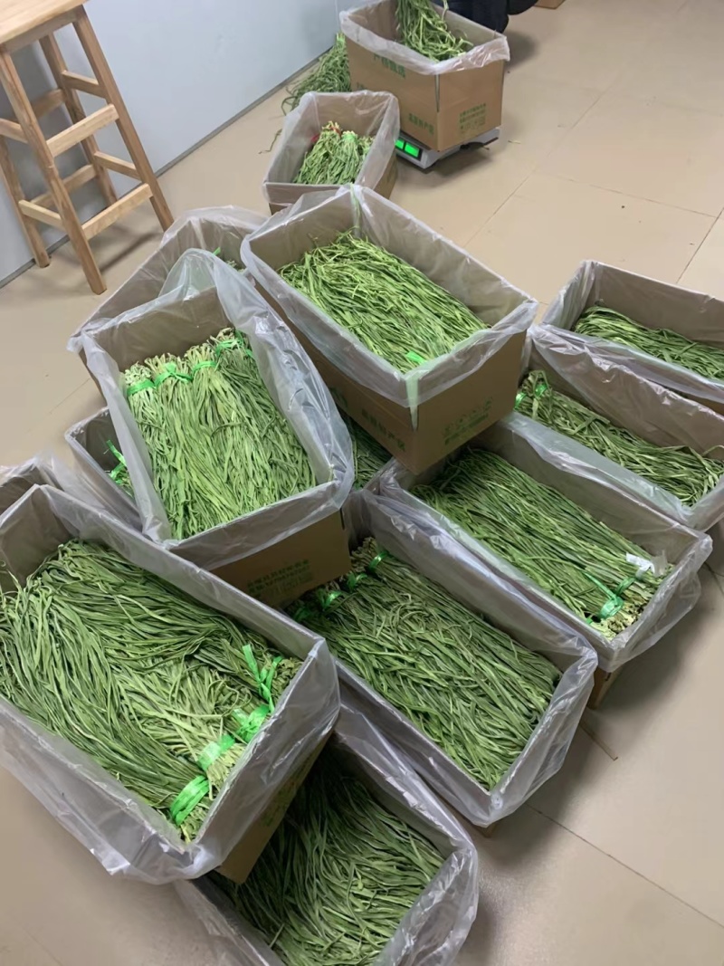 精品贡菜，一二三四级数量多，可批量购买。可定制切断，定制切断