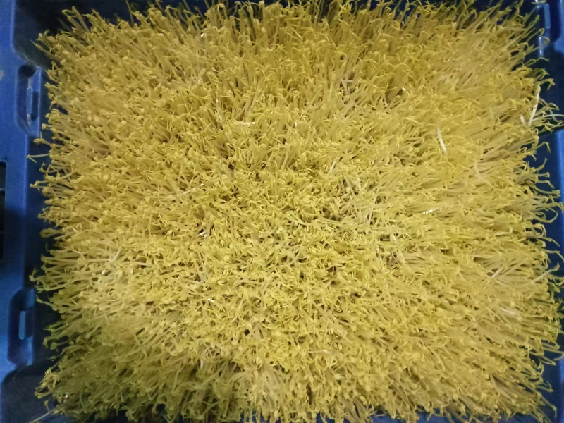 泉水豆芽批发