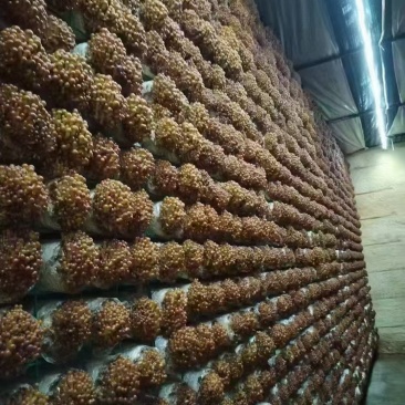 清水滑子菇