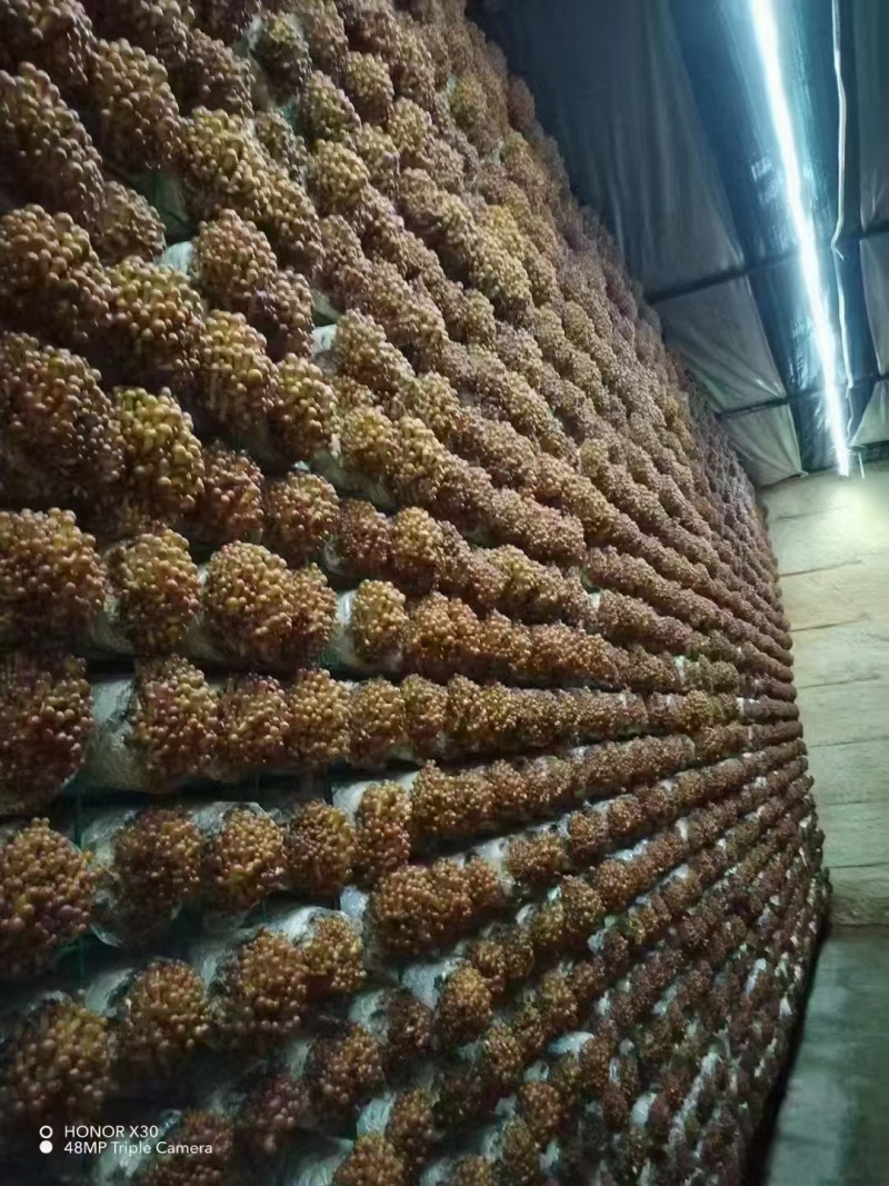 清水滑子菇