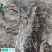 陕西60公分百年柿子树